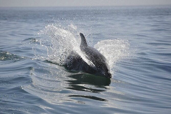 2-hour-dolphin-sightseeing-tour-in-melbourne-florida-2