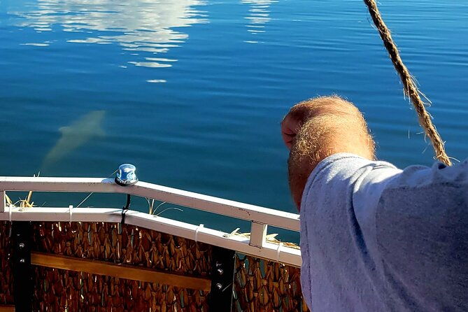 2-hour-dolphin-sightseeing-tour-in-melbourne-florida