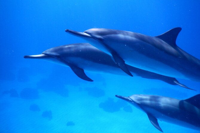 2-hour-dolphin-watching-and-double-reef-with-snorkel-in-hawaii