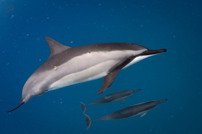 2-hour-dolphin-watching-and-double-reef-with-snorkel-in-hawaii
