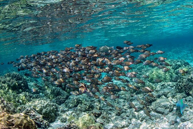 2-hour-dolphin-watching-and-double-reef-with-snorkel-in-hawaii