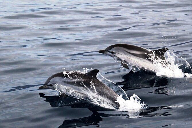 2-hour-dolphin-watching-experience-in-fuerteventura