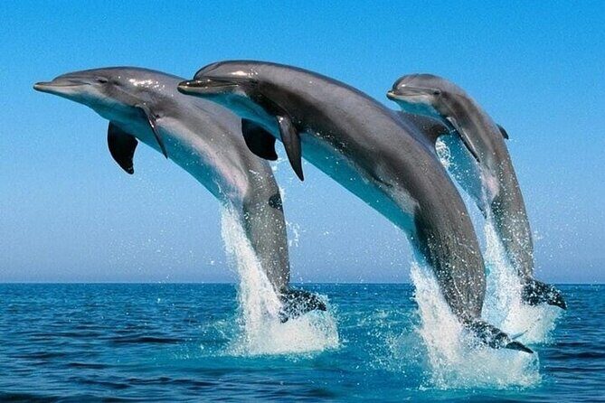 2 Hour Dolphin Watching Experience in Muscat - What to Expect on the Dolphin Watching Tour