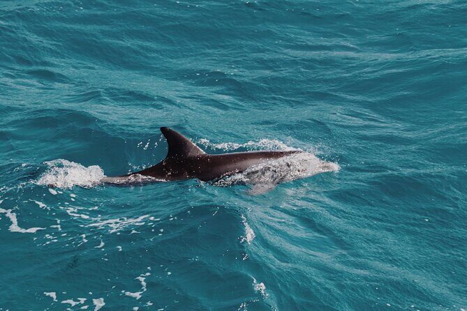 2 Hour Dolphin Watching Experience in Muscat - Who Would Enjoy This Tour?