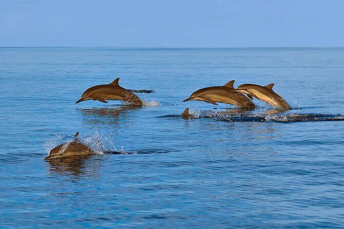 2 Hour Dolphin Watching Experience in Muscat - The Sum Up