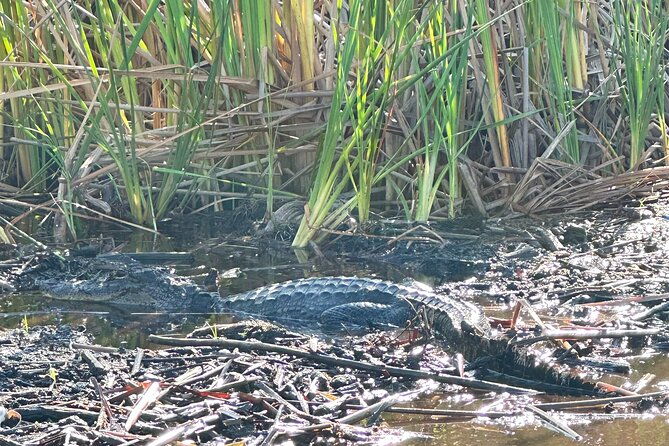 2-hour-exclusive-everglades-airboat-safari