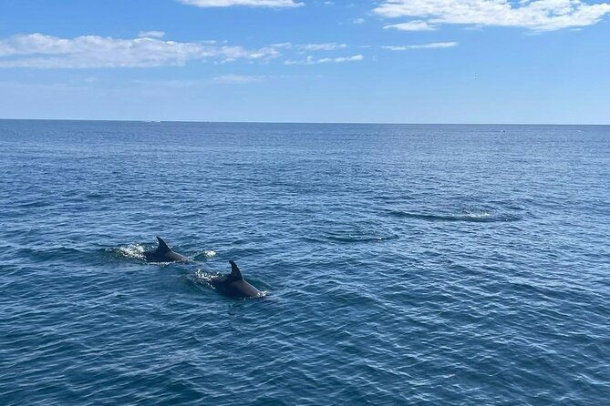 2-hour-excursion-in-search-of-dolphins-drinks-and-snacks