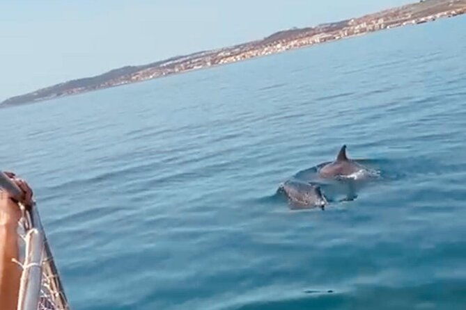 2-hour-excursion-in-search-of-dolphins-drinks-and-snacks