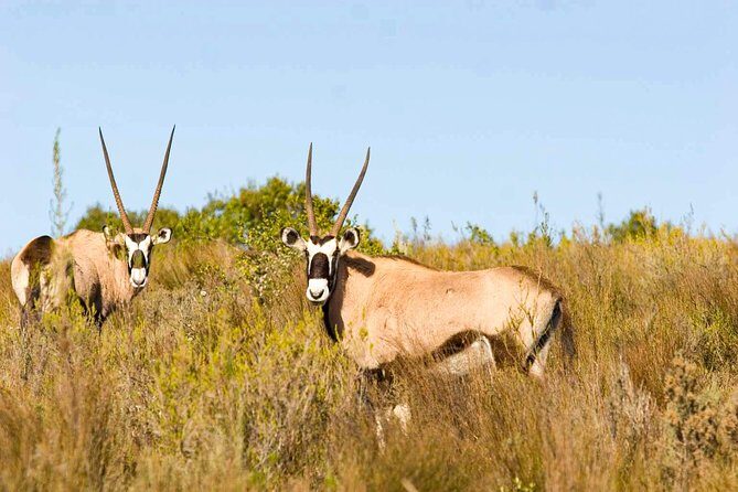 2-Hour Game Drive at the Plettenberg Bay Game Reserve - Exploring the Plettenberg Bay Game Reserve