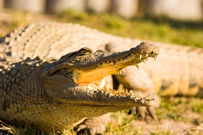 2-Hour Game Drive at the Plettenberg Bay Game Reserve - Who Should Consider This Tour?