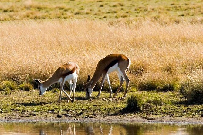 2-Hour Game Drive at the Plettenberg Bay Game Reserve - The Sum Up: Is It Worth It?