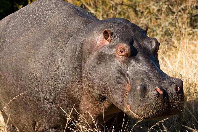 2-Hour Game Drive at the Plettenberg Bay Game Reserve - FAQ