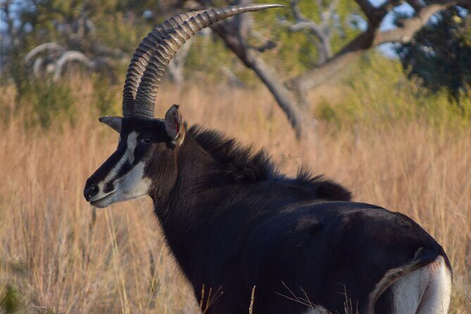2-Hour Horseback Safari in Hartbeespoort - FAQ