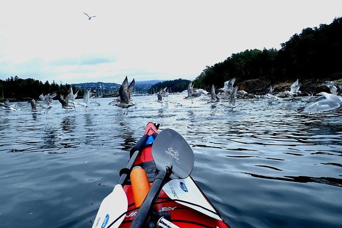 2-hour-kayak-trip-on-the-oslo-fjord