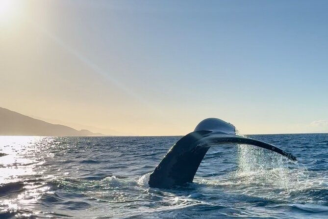 2-hour-lahaina-sunrise-whale-watch