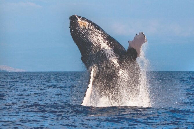 2-hour-maalaea-humpback-whale-watching-cruise-for-up-to-6-guests-2