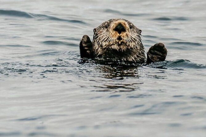 2-hour-marine-wildlife-tour-in-sitka