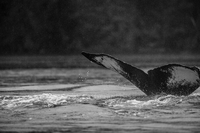2-hour-marine-wildlife-tour-in-sitka