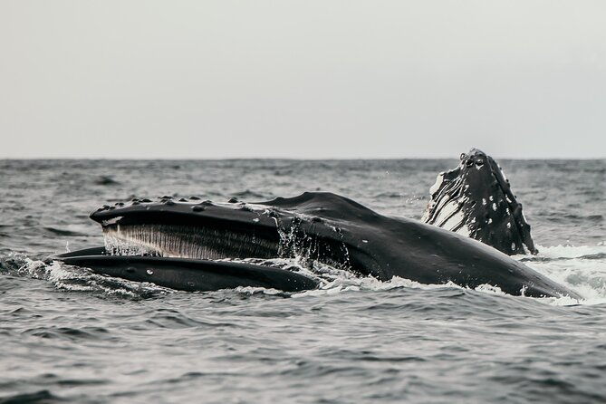 2-hour-marine-wildlife-tour-in-sitka