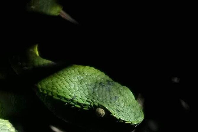 2-hour-night-hike-at-finca-lantana-monteverde
