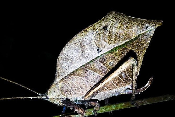 2-hour-night-hike-at-finca-lantana-monteverde
