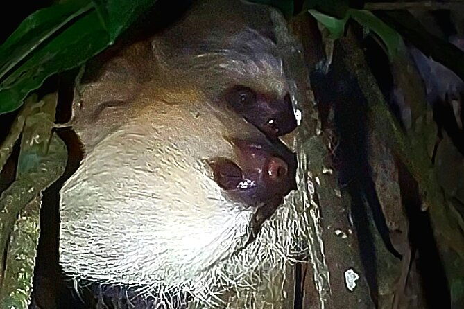 2-hour-night-hike-at-finca-lantana-monteverde