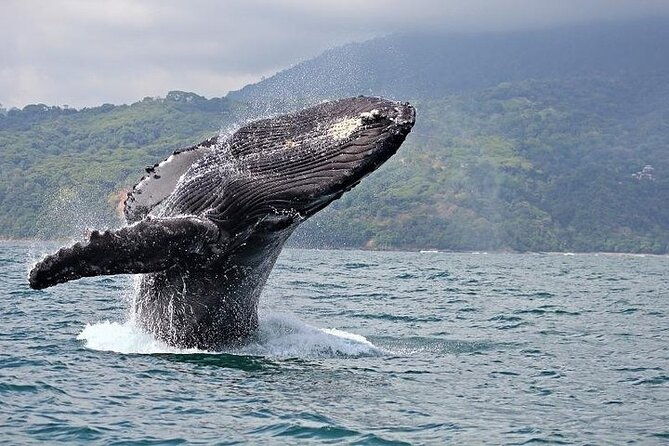 2-hour-oahu-whale-watch-from-ala-wai-harbor-waikiki
