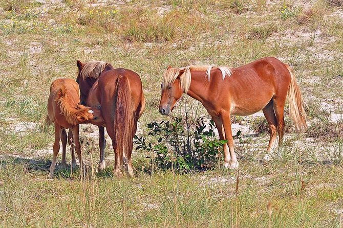 2-hour-outer-banks-wild-horse-tour-by-4wd-truck