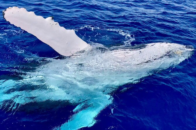 2-hour-prime-time-maui-whale-watching