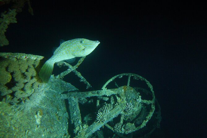 2 Hour Private Night Diving in the Red Sea of Aqaba - What Makes This Night Diving Tour Unique?