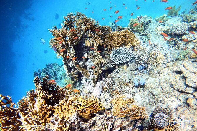 2-Hour Private Scuba Experience in Aqaba - Why This Tour Works Well