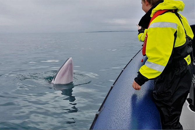 2-hour-rib-boat-whale-watching-tour-from-reykjavik