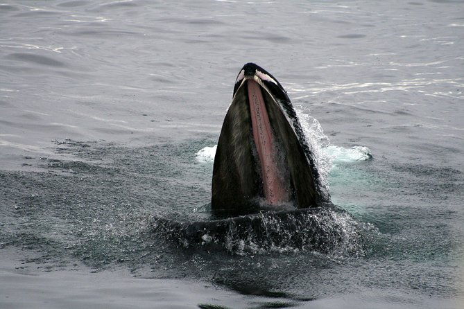 2-hour-rib-boat-whale-watching-tour-from-reykjavik