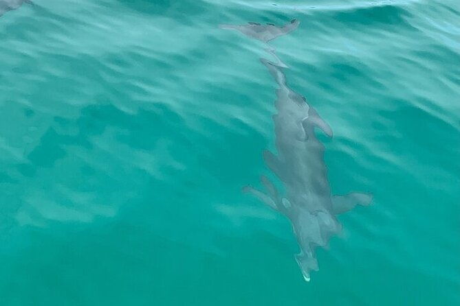 2-hour-shell-island-jet-ski-dolphin-tour