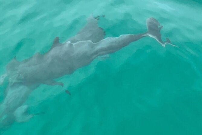 2-hour-shell-island-jet-ski-dolphin-tour