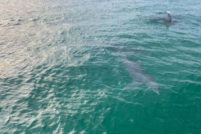 2-hour-shell-island-jet-ski-dolphin-tour
