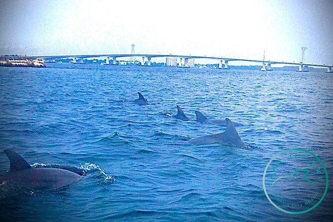2-hour-shell-island-jet-ski-dolphin-tour