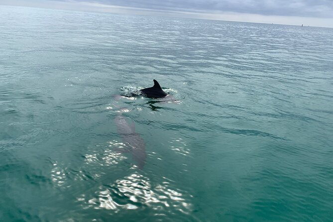 2-hour-shell-island-jet-ski-dolphin-tour
