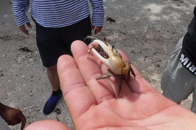 2-hour-shelling-boat-tour-in-the-10000-islands