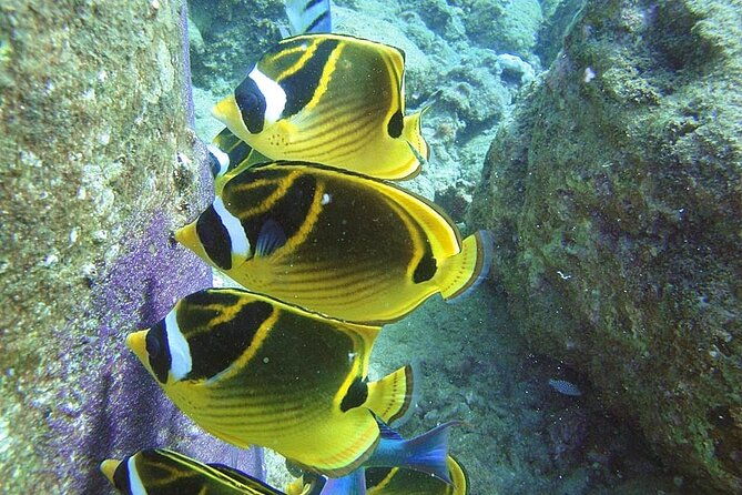 2-hour-snorkeling-adventure-in-kauai-2