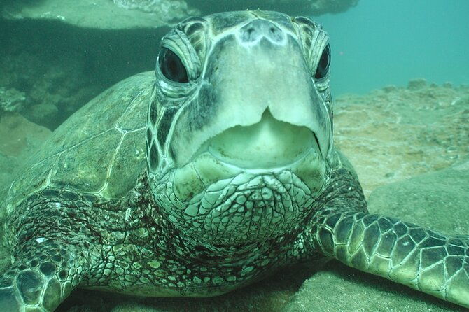 2-hour-snorkeling-adventure-in-kauai-2