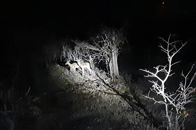 2 Hour Stargazing Tour in Victoria Falls NP Area in 4x4 - Frequently Asked Questions