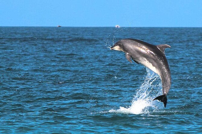 2-hour-sunset-dolphin-watching-shared-tour-in-luxury-boat