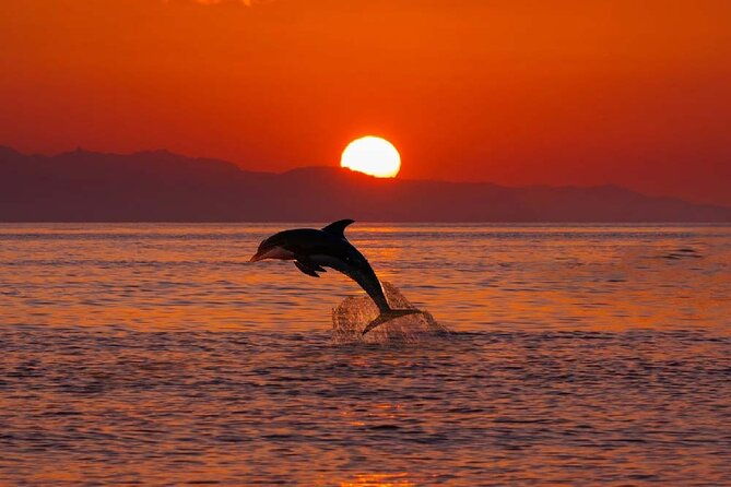 2-hour-sunset-dolphin-watching-shared-tour-in-luxury-boat