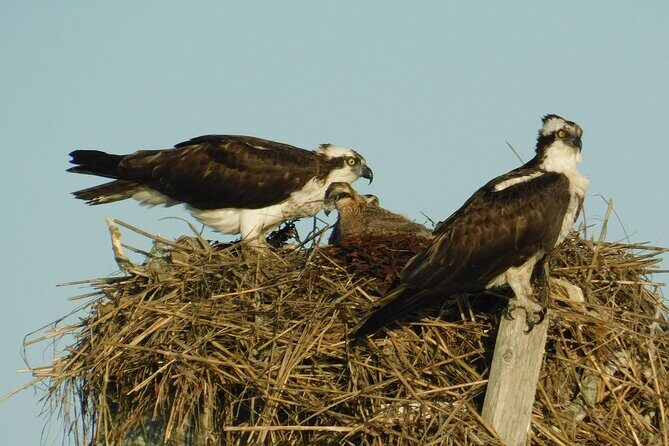 2-Hour Sunset Safari Eco Cruise from Cape May - Practical Details: Booking, Price, and Cancellation Policy