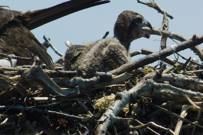 2-Hour Sunset Safari Eco Cruise from Cape May - Who Will Love This Tour?