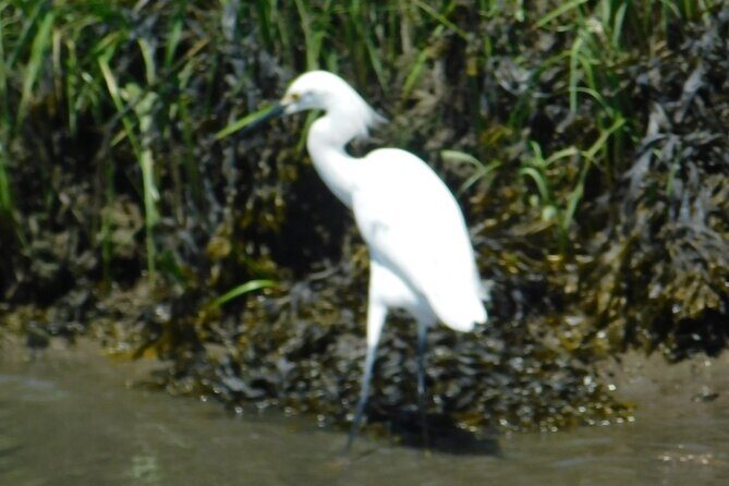 2-Hour Sunset Safari Eco Cruise from Cape May - Final Thoughts