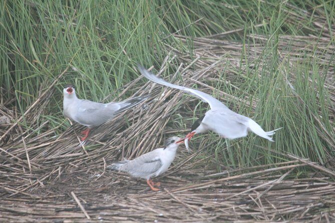 2-Hour Sunset Safari Eco Cruise from Cape May - FAQ