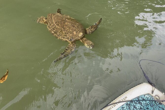2-hour-tandem-kayak-rental-at-our-private-launch-area-in-haleiwa-2