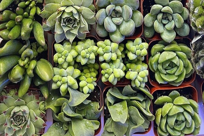 2-hour-terrarium-making-experience-with-cats-in-new-york